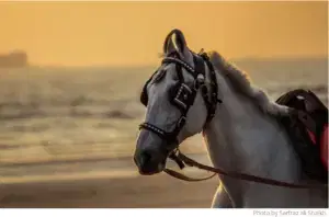 Hackingblindspots Hacking your blindspot - horse