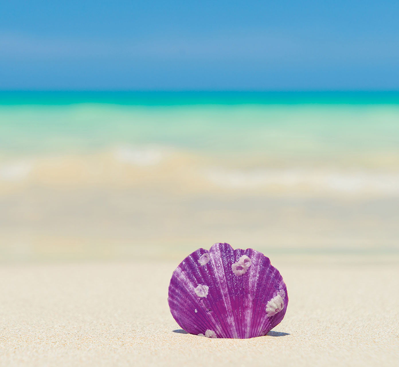 Purple Shell On The Beach Fek9uku Copy